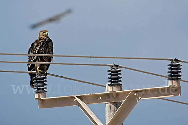 Kaiseradler (Aquila heliaca)