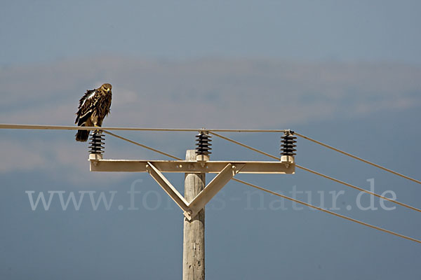 Kaiseradler (Aquila heliaca)