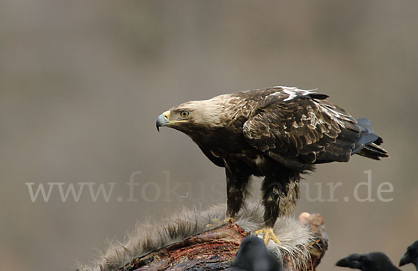 Kaiseradler (Aquila heliaca)