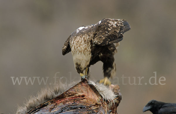 Kaiseradler (Aquila heliaca)