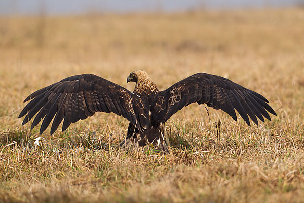 Kaiseradler (Aquila heliaca)