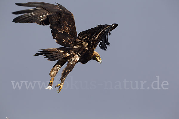 Kaiseradler (Aquila heliaca)