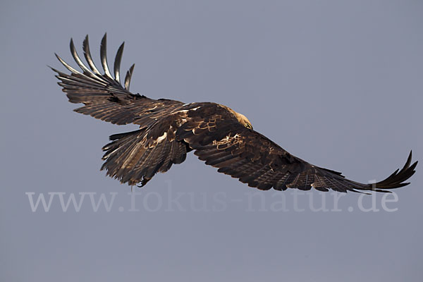 Kaiseradler (Aquila heliaca)