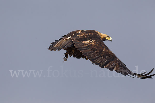 Kaiseradler (Aquila heliaca)