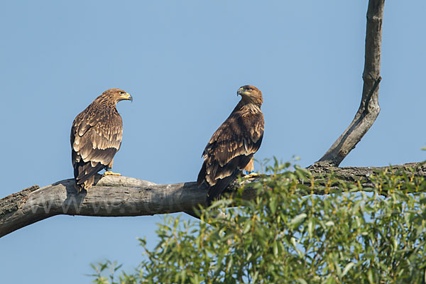 Kaiseradler (Aquila heliaca)