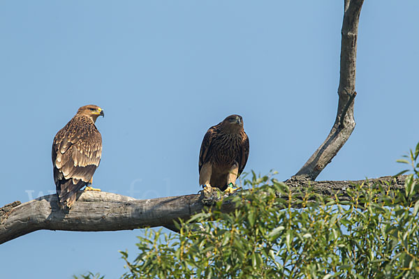 Kaiseradler (Aquila heliaca)