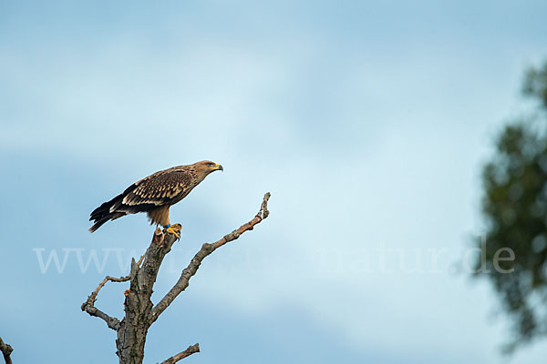 Kaiseradler (Aquila heliaca)