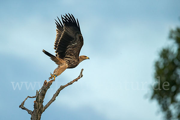 Kaiseradler (Aquila heliaca)