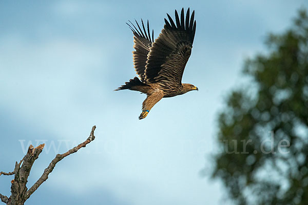 Kaiseradler (Aquila heliaca)