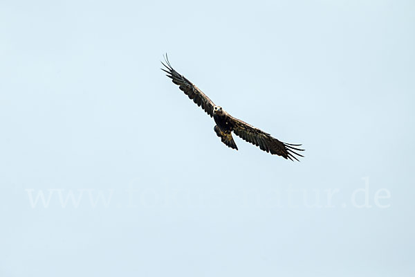 Kaiseradler (Aquila heliaca)