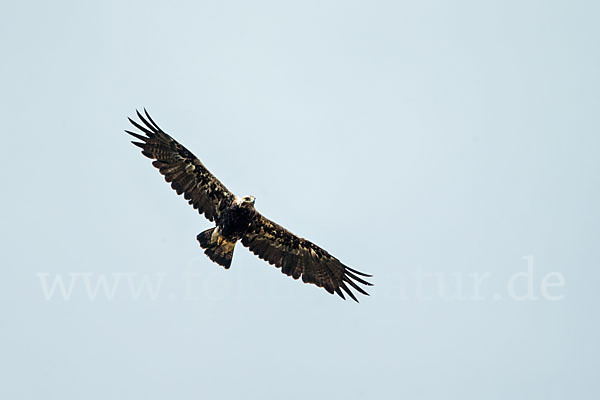 Kaiseradler (Aquila heliaca)