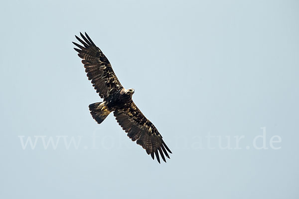 Kaiseradler (Aquila heliaca)