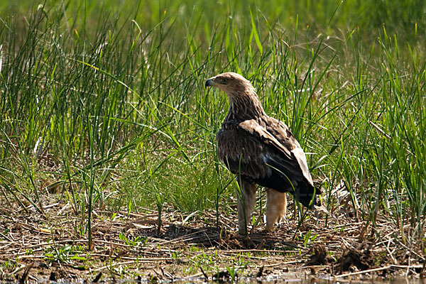 Kaiseradler (Aquila heliaca)