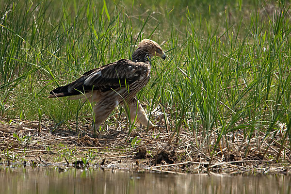 Kaiseradler (Aquila heliaca)