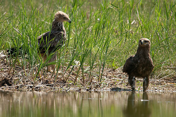 Kaiseradler (Aquila heliaca)