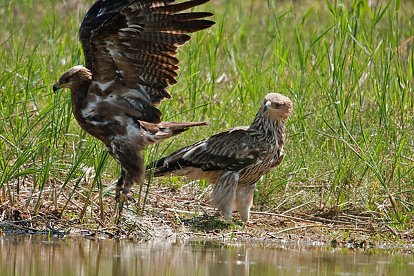 Kaiseradler (Aquila heliaca)