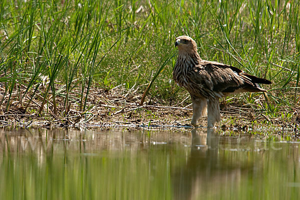 Kaiseradler (Aquila heliaca)