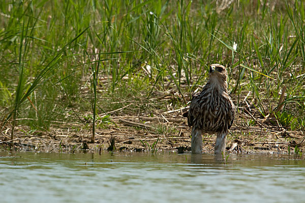 Kaiseradler (Aquila heliaca)