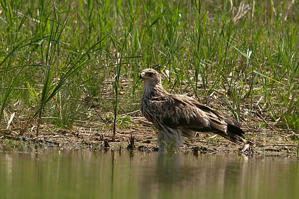 Kaiseradler (Aquila heliaca)