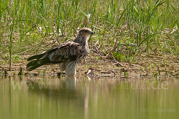 Kaiseradler (Aquila heliaca)