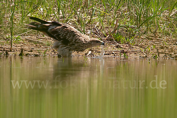 Kaiseradler (Aquila heliaca)