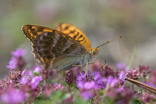 Kaisermantel (Argynnis paphia)