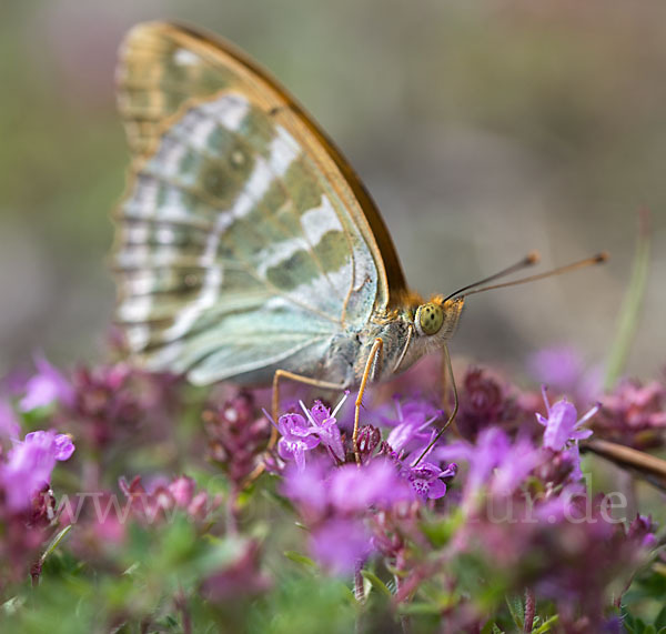 Kaisermantel (Argynnis paphia)