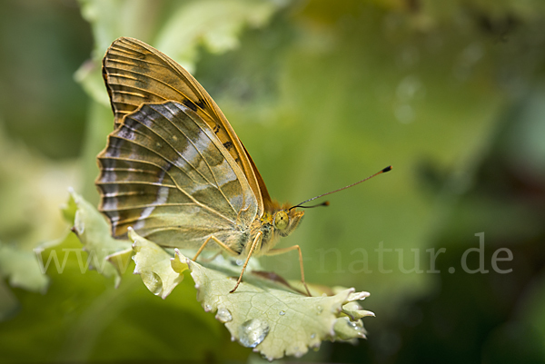 Kaisermantel (Argynnis paphia)