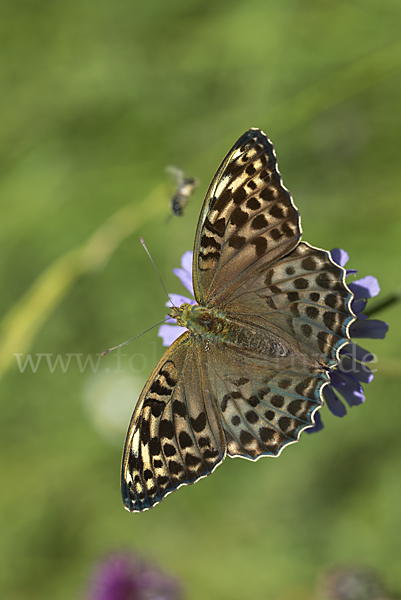 Kaisermantel (Argynnis paphia)