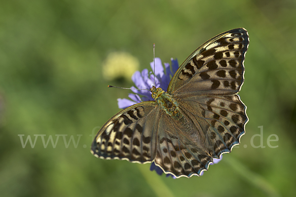 Kaisermantel (Argynnis paphia)