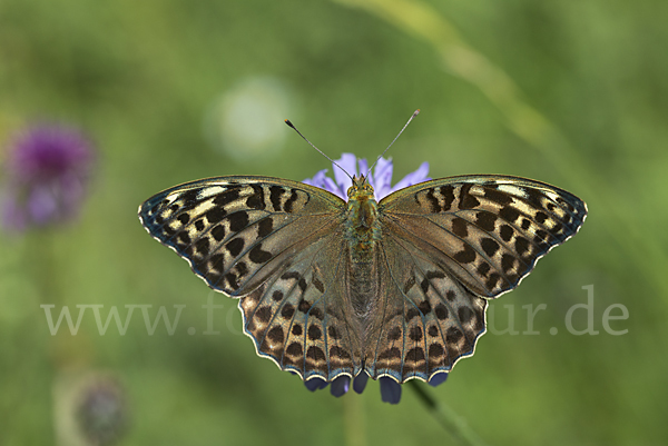 Kaisermantel (Argynnis paphia)