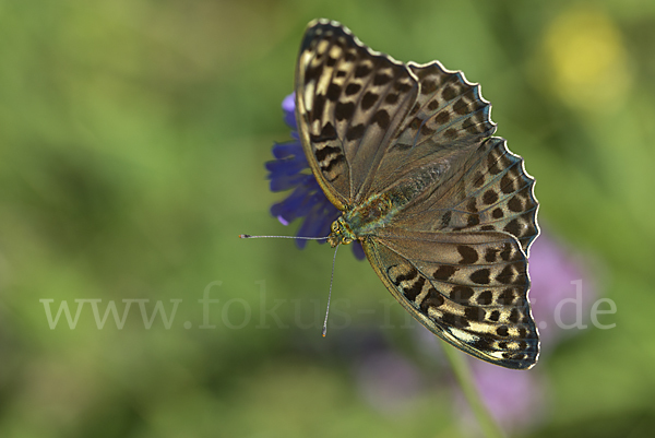 Kaisermantel (Argynnis paphia)