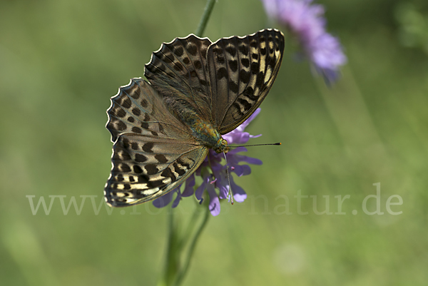 Kaisermantel (Argynnis paphia)