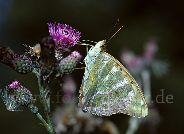 Kaisermantel (Argynnis paphia)