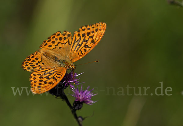 Kaisermantel (Argynnis paphia)