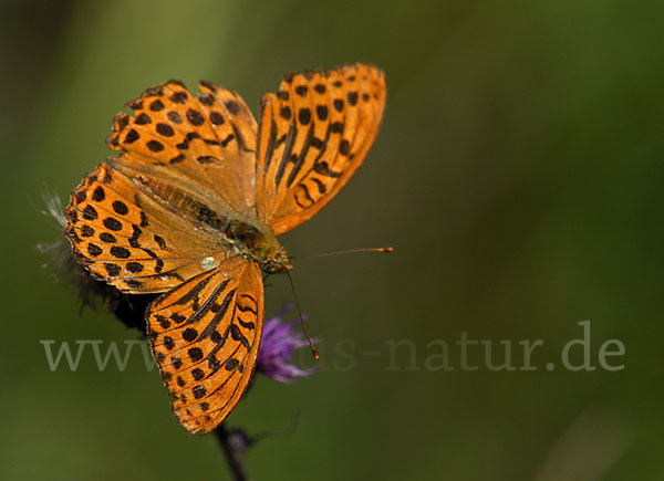 Kaisermantel (Argynnis paphia)