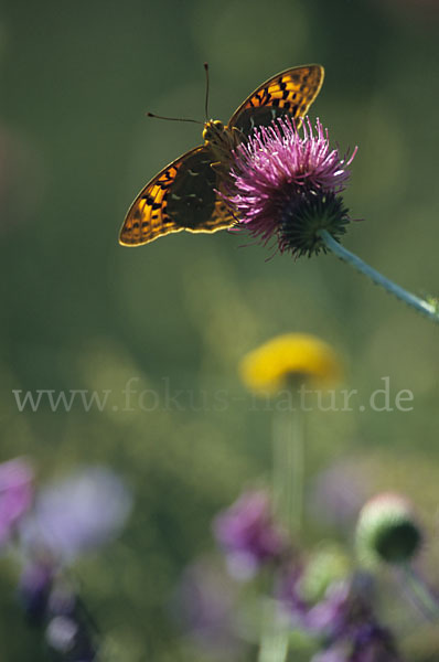 Kaisermantel (Argynnis paphia)