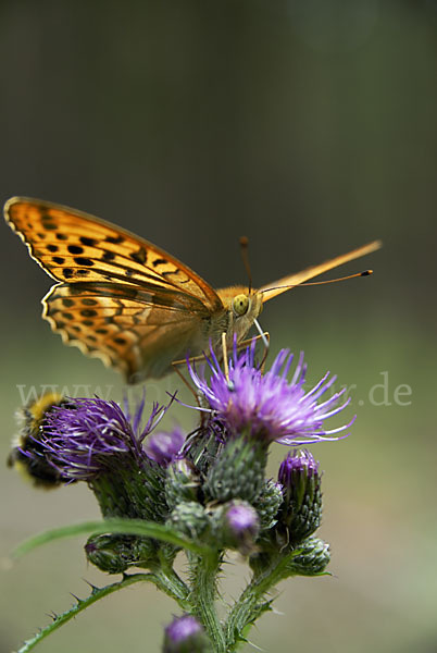 Kaisermantel (Argynnis paphia)