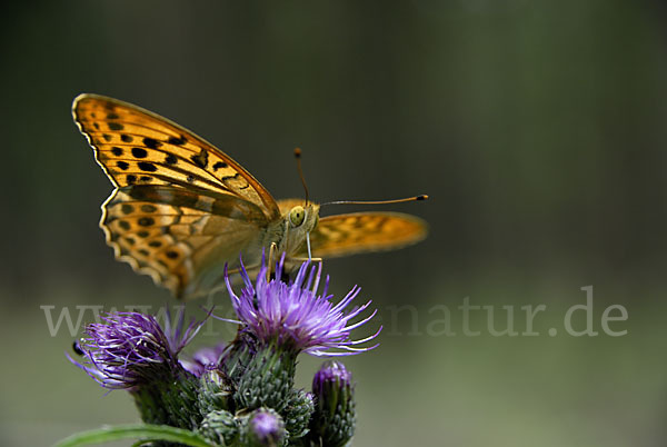 Kaisermantel (Argynnis paphia)