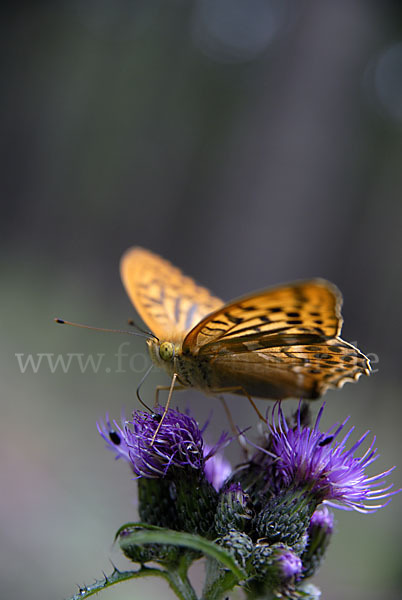 Kaisermantel (Argynnis paphia)