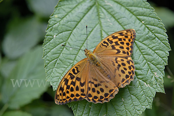 Kaisermantel (Argynnis paphia)