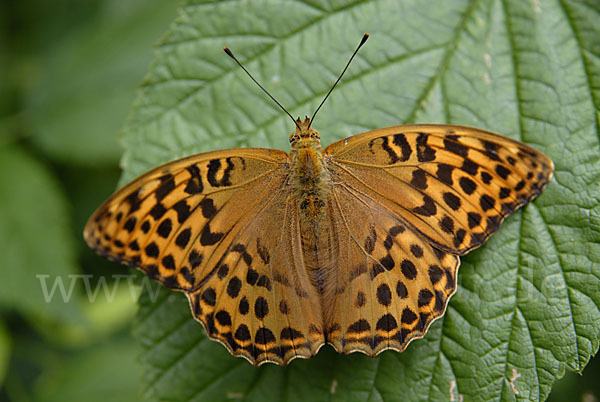 Kaisermantel (Argynnis paphia)