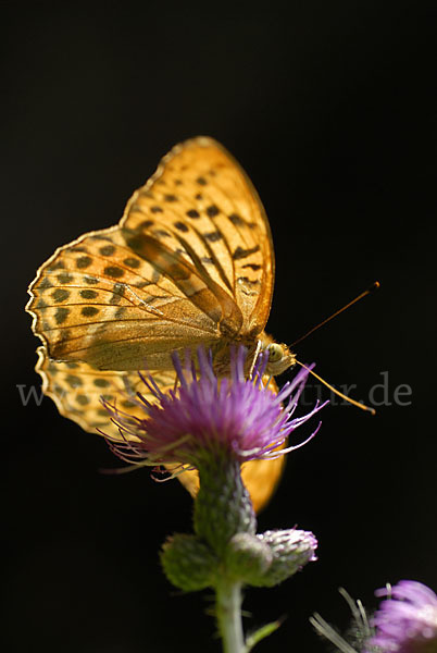 Kaisermantel (Argynnis paphia)