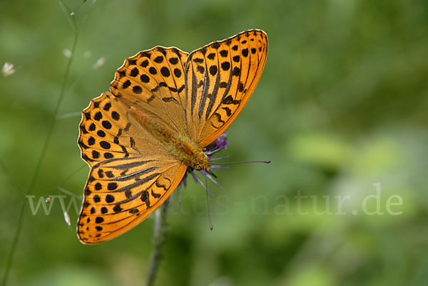 Kaisermantel (Argynnis paphia)