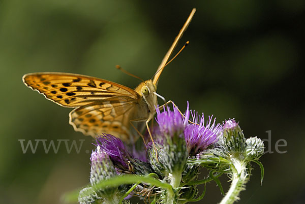 Kaisermantel (Argynnis paphia)