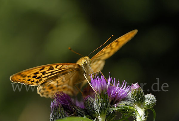 Kaisermantel (Argynnis paphia)