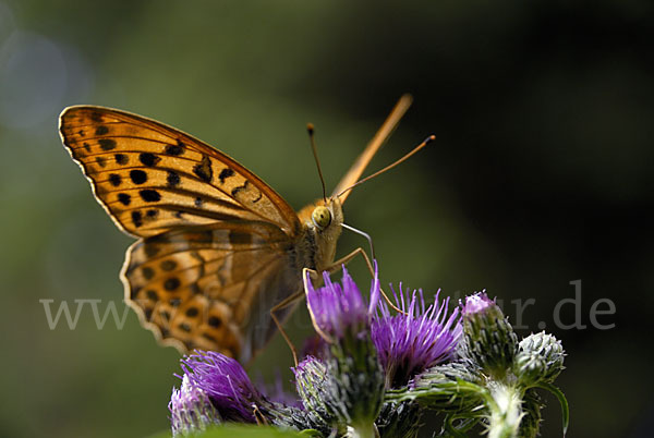 Kaisermantel (Argynnis paphia)