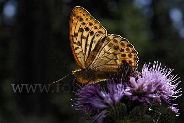 Kaisermantel (Argynnis paphia)