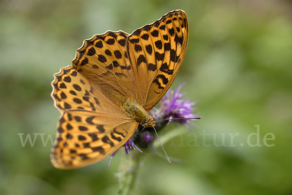 Kaisermantel (Argynnis paphia)