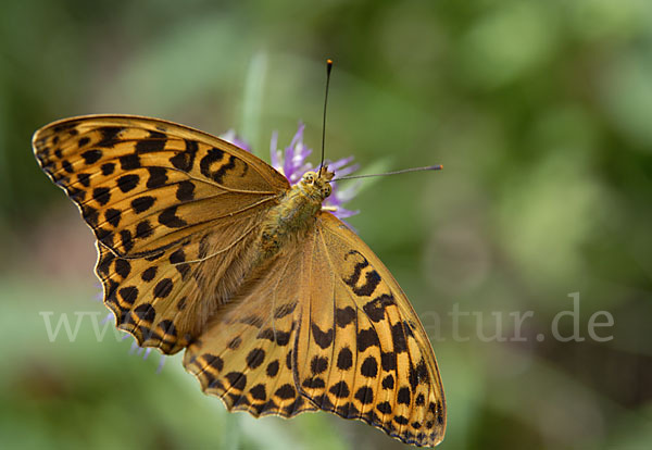 Kaisermantel (Argynnis paphia)